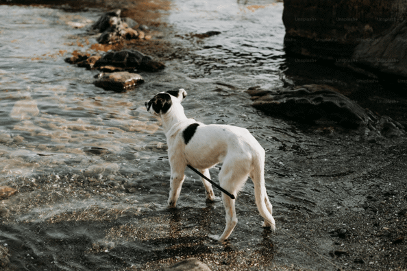 <br />
<b>Notice</b>:  Undefined variable: imageID in <b>/home/ligerysfig/10_quais/wp-content/themes/fovea_master_temp/front-page.php</b> on line <b>127</b><br />
